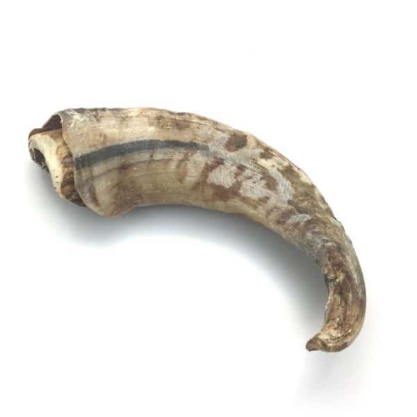 Corne de mouton jaglu pleine – Image 2